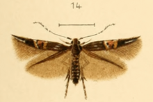 Cosmopterix turbidella.png