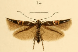 <i>Cosmopterix turbidella</i> species of insect