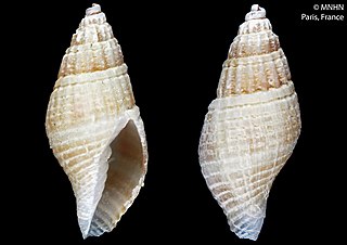 <i>Costapex sulcatus</i> Species of gastropod