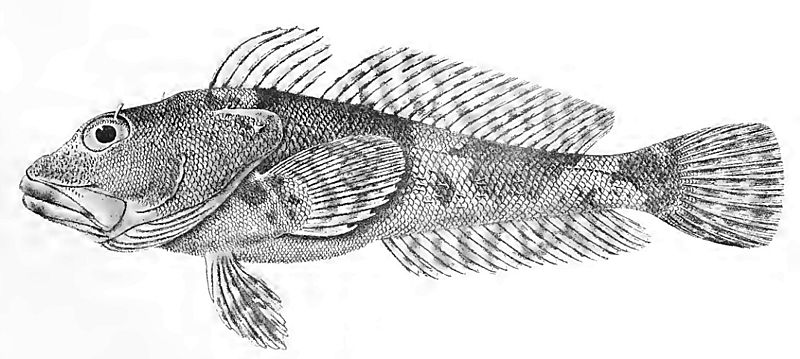 File:Cottoperca gobio-PlateIV fig3 Regan1913.jpg