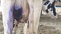 Cow Gangrenous mastitis.jpg