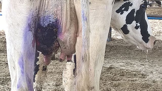 Waka ñuñu p’usu usu (Mastitis)