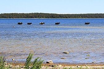 Cows on a cool shore trip in Sweden (baltic sea)