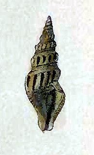 <i>Crassispira flavescens</i> species of mollusc