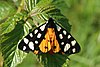 Cream-spot Tiger moth - Arctia villica.jpg