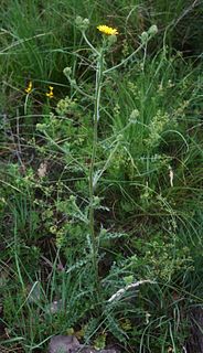 <i>Crepis setosa</i> Species of flowering plant