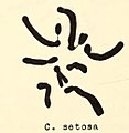 Crepis setosa chromosomes.jpg