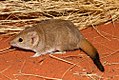 crest-tailed mulgara