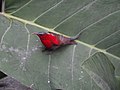 Crimson Sunbird - Aethopyga siparaja - DSC06108.jpg