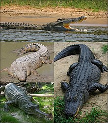 Crocodilia collage1.jpg