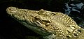 31 Crocodylus porosus - Wilhelma uploaded by Llez, nominated by Llez
