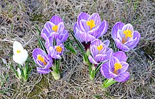 Crocus - Pickwick cr.jpg