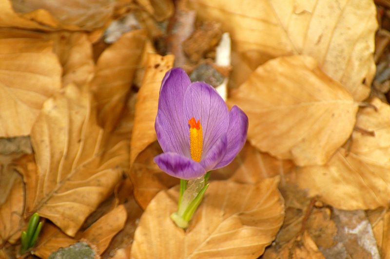 File:Crocus vernus PID545.jpg