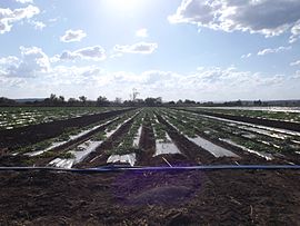 Crops at Lower Tenthill.jpg