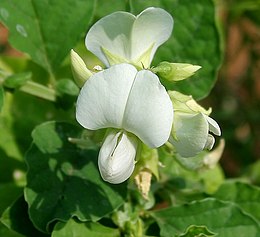 Crotalaria verrucosa (Moviy Rattlepod) W IMG 3297.jpg