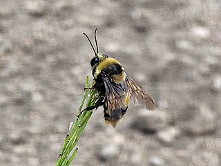 <i>Bombus crotchii</i> North American bee species