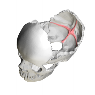 Cruciform eminence in the occipital bone of the skull