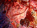Crustose coralline algae, South East Bay, Three Kings Islands PA121443.JPG