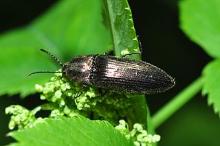 <i>Ctenicera</i> Genus of beetles