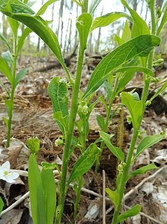 <i>Hybanthus concolor</i> species of plant