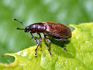 <i>Polydrusus impar</i> Species of beetle