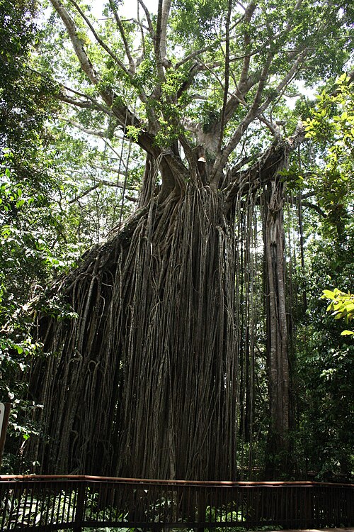 Curtain Fig Tree, Atherton Tableland