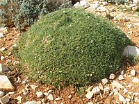 Astragalus terracianoi (Isola Piana)