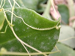 Cuscuta