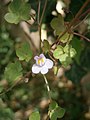 Cymbalaria muralis