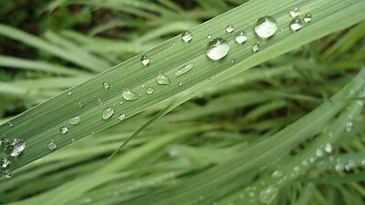 Cymbopogon citratus leaves.jpg