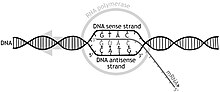 Miniatura para Transcripción genética