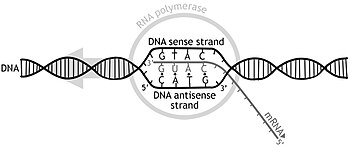 Transcripción Genética: Etapas, Transcripción en procariotas, Transcripción en eucariotas