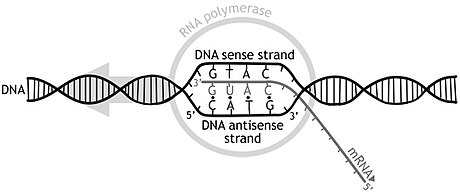 Transcripción genética