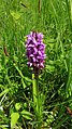 Dactylorhiza praetermissa Germany - Beckingen