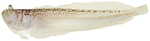 Dactyloscopus tridigitatus - poses.0010676.g139.png