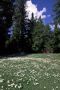 Un campo de hierba con flores silvestres, rodeado de pinos.