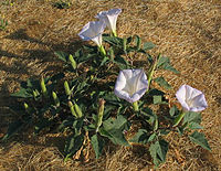 Datura