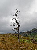 Thumbnail for File:Dead Scots Pine - geograph.org.uk - 5153252.jpg