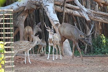 Deer at Indira Gandhi Zoological Park, Visakhapatnam.jpg