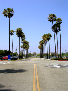Del Amo Fashion Center, one of the largest malls in the United States Del Amo palms.png