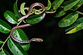 Dendrelaphis subocularis