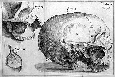 Diagrams of the Human Skull Wellcome L0006871.jpg