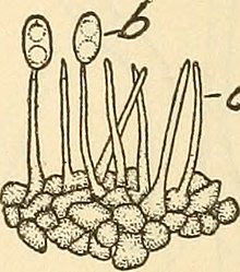 Diaporthe phaseolorum sporophores.jpg