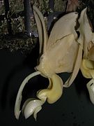 Stanhopea maduroi