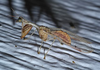 <i>Dicromantispa interrupta</i> Species of insect