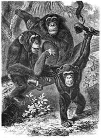 Ilustracija šimpanzi