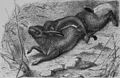 Die Gartenlaube (1886) b 599_1.jpg Hermelin einen Hasen überfallend