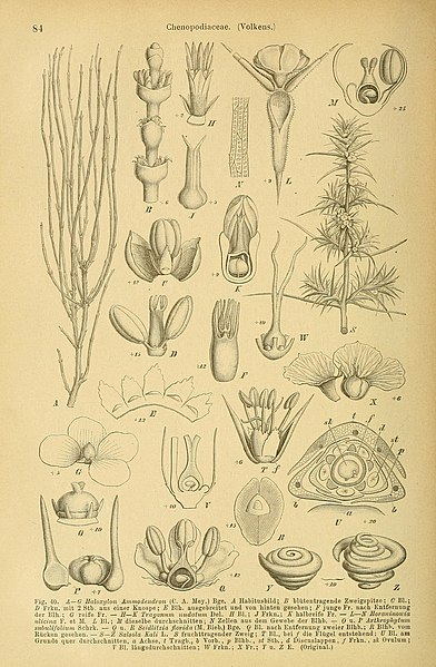 File:Die Natürlichen Pflanzenfamilien - nebst ihren Gattungen und wichtigeren Arten, insbesondere den Nutzpflanzen (1887-1909.) (20748358350).jpg