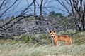 Dingos sind verwilderte Haushunde. Dieser lebt auf Frasers Island, einer australischen Insel.