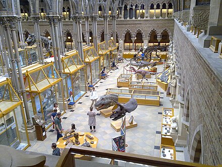 Oxford university metropolitan museum. Университетский музей Оксфорда. Оксфордский музей естественной истории. Зоологический музей Лондон. Музей истории науки. Оксфорд, Великобритания.